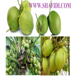 SBJEI-FRESH GREEN COCONUT